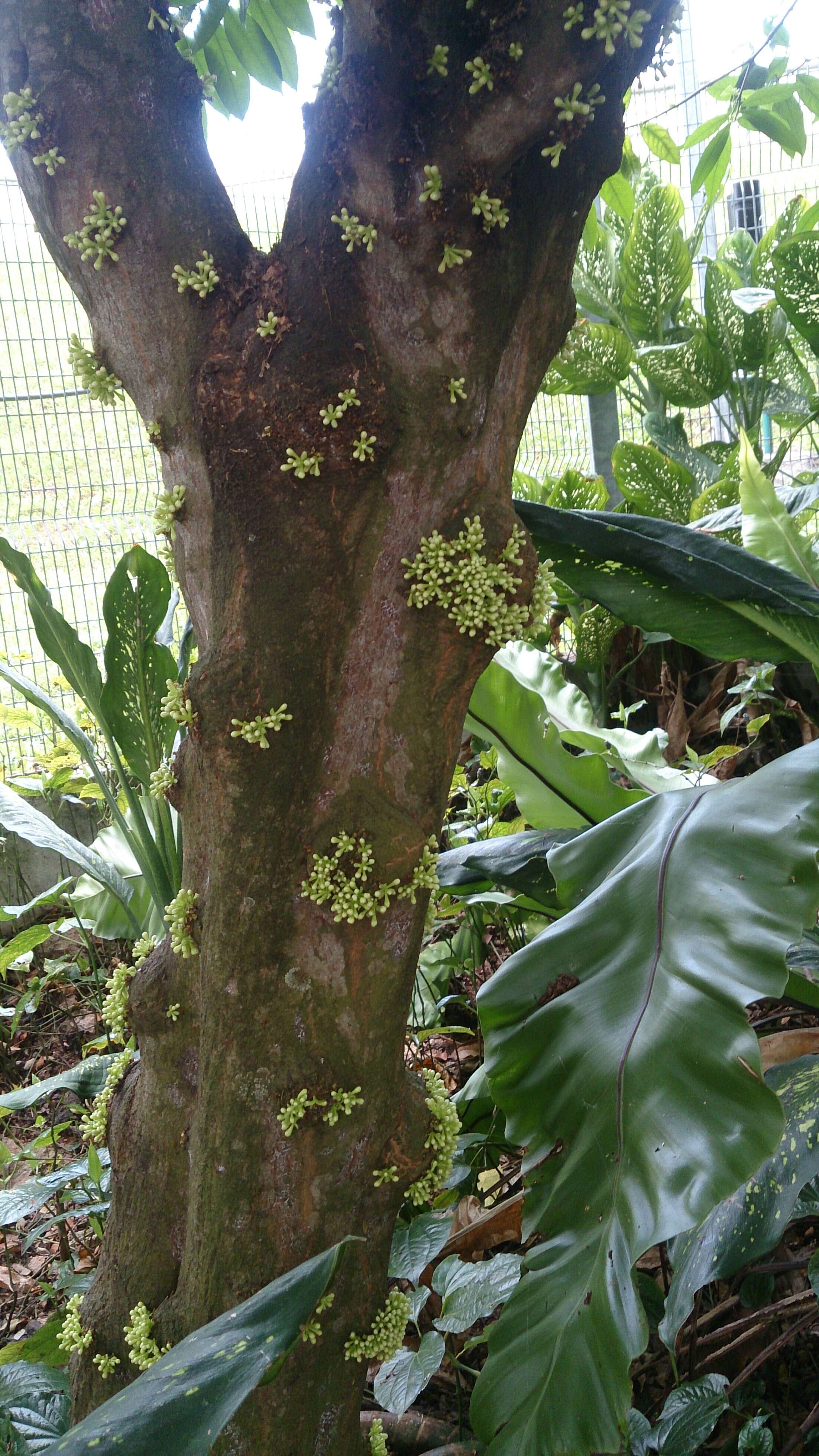 Image of Phaleria clerodendron F. Müll. ex Benth.