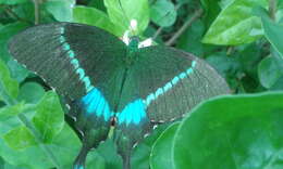 Image of Common Banded Peacock