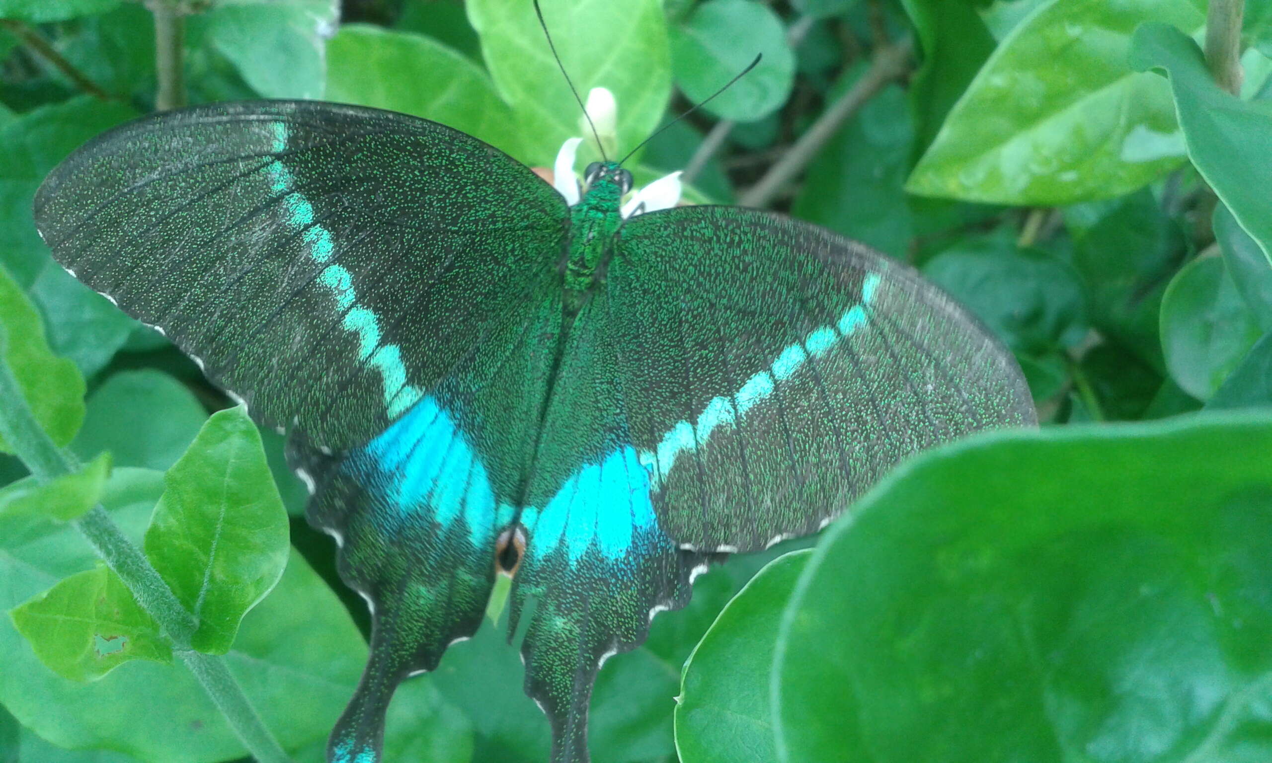 Image of Common Banded Peacock