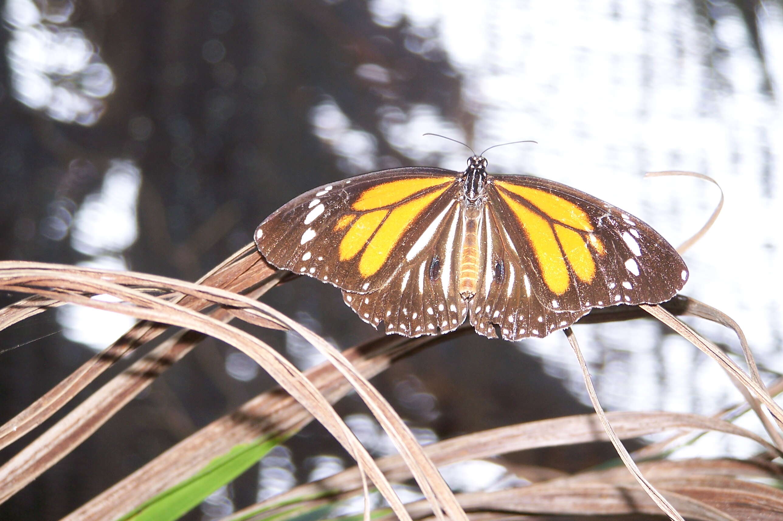 Plancia ëd Danaus (Anosia) melanippus Cramer 1777