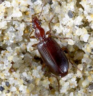 Image of Calleida (Calleida) platynoides G. Horn 1882