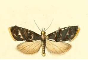 Image of Phtheochroa duponchelana Duponchel 1916