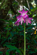 Слика од Hippeastrum reticulatum (L'Hér.) Herb.