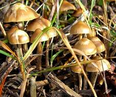 Plancia ëd Psilocybe cyanofibrillosa Guzmán & Stamets 1980