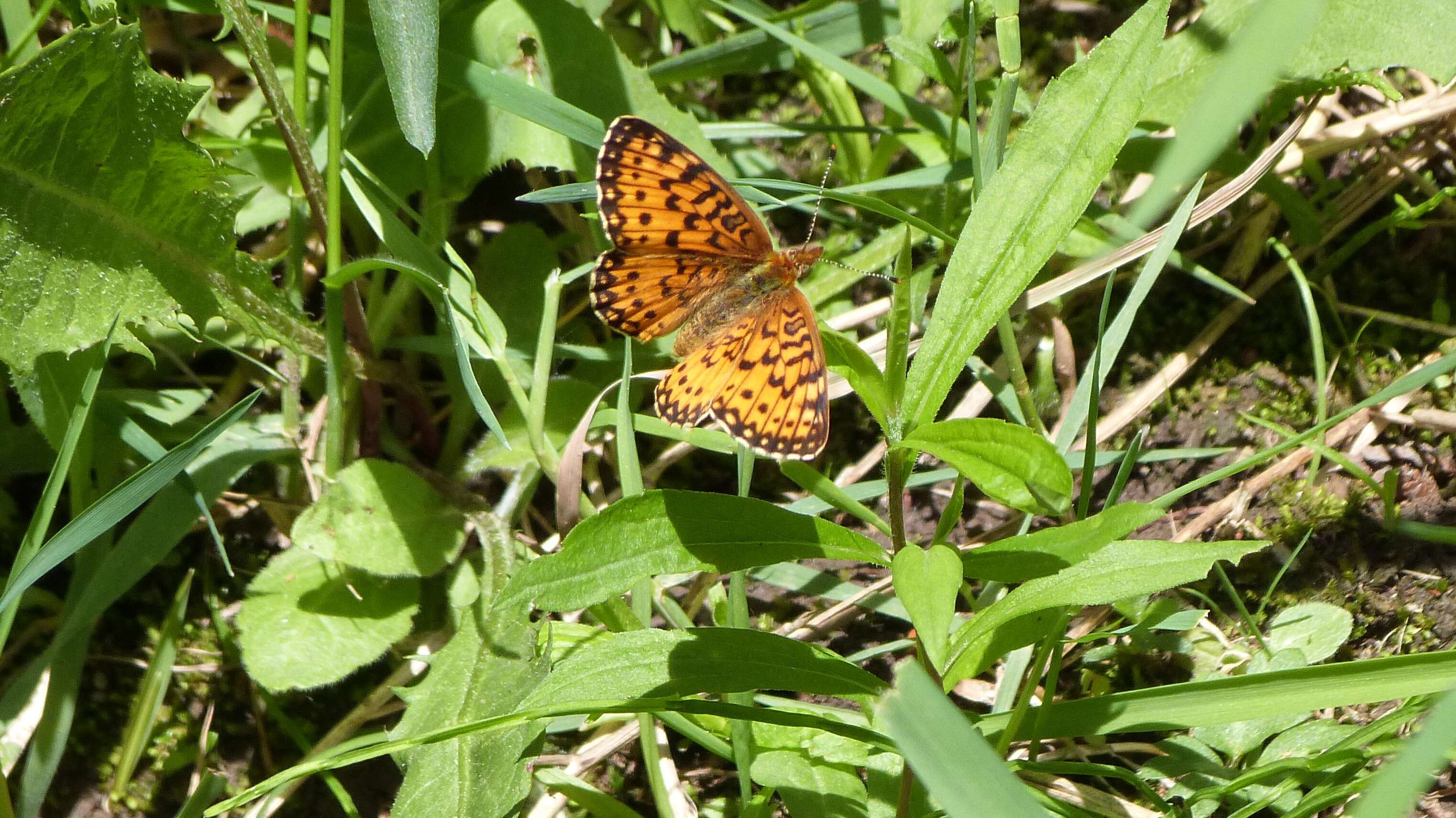 Imagem de Boloria eunomia