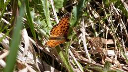 Imagem de Boloria eunomia