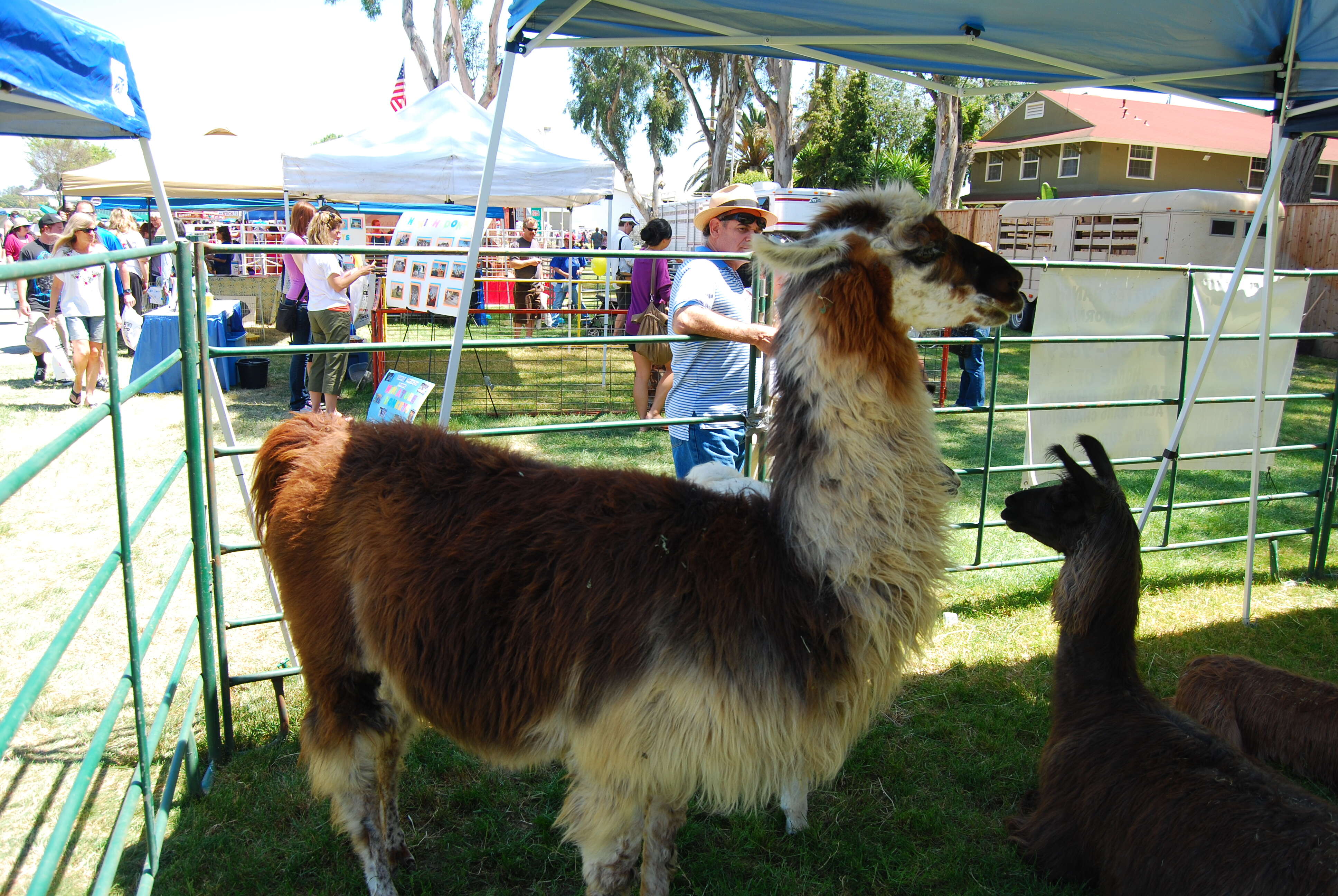 Image of llama