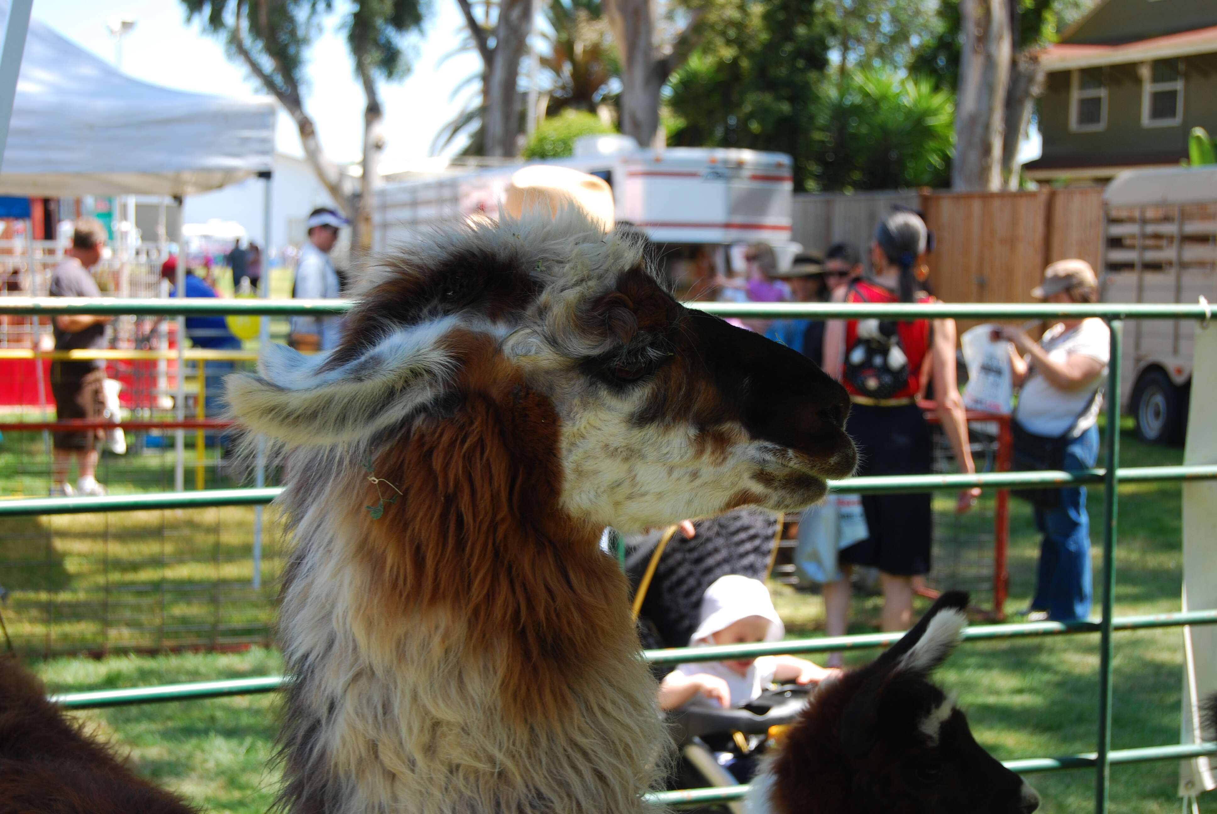 Image of llama