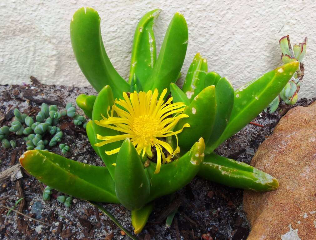 Image of Glottiphyllum regium N. E. Br.