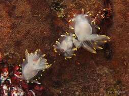 Image of Okenia luna Millen, Schrödl, Vargas & Indacochea 1994