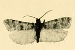 Image of Phtheochroa gracillimana Rebel 1910