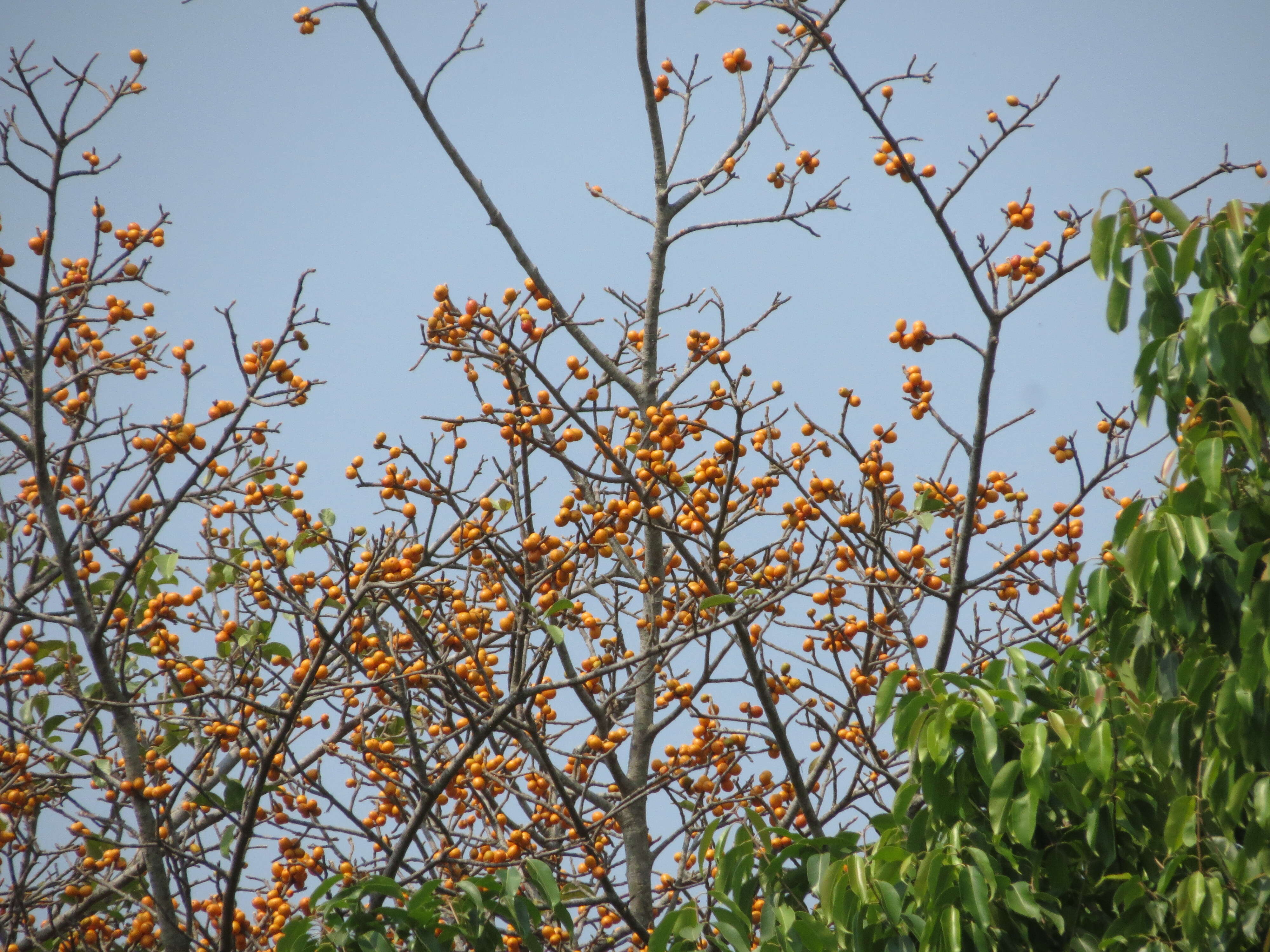 Image of brown-woolly fig