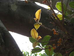 Image of brown-woolly fig