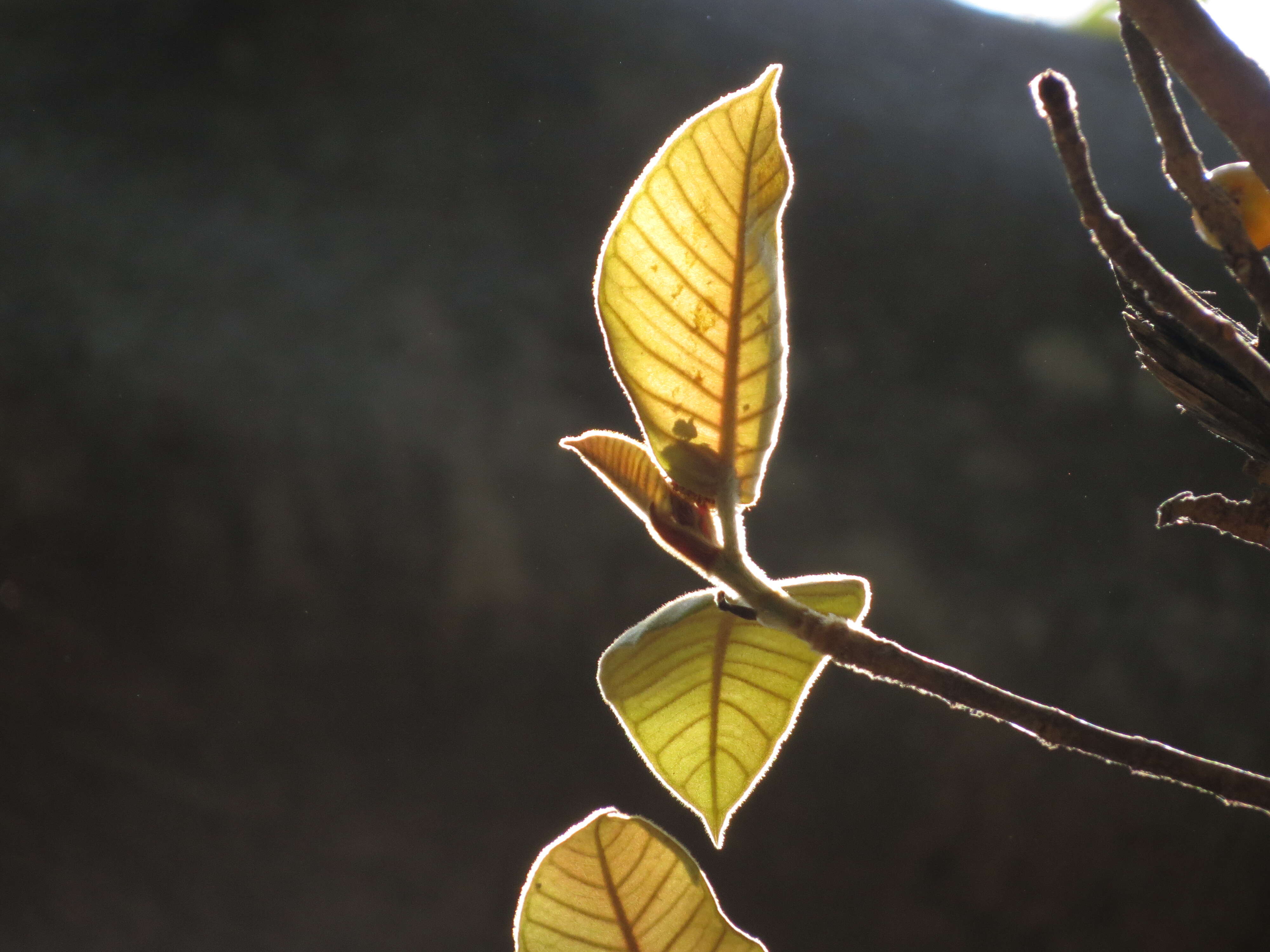 Image of brown-woolly fig