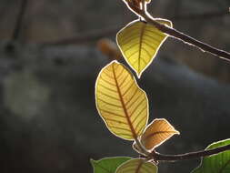 Image of brown-woolly fig