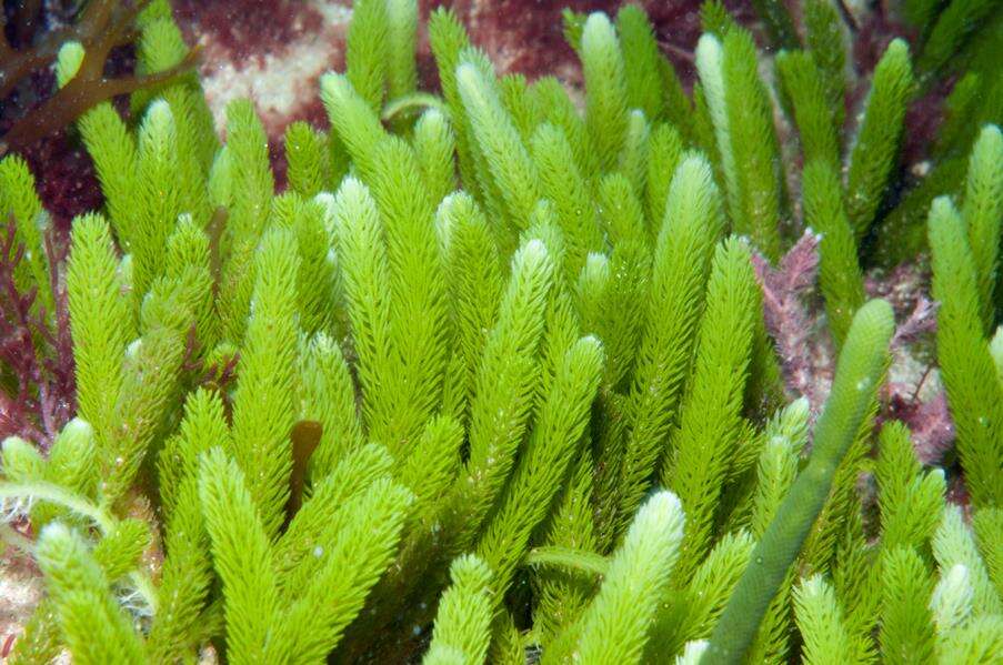 Image of Caulerpa brownii