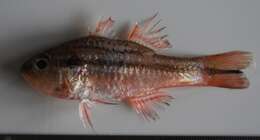 Image of Barred striped cardinalfish