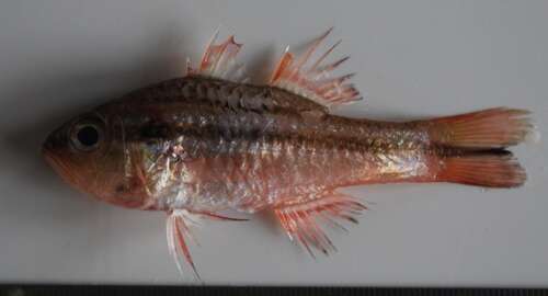 Image of Barred striped cardinalfish