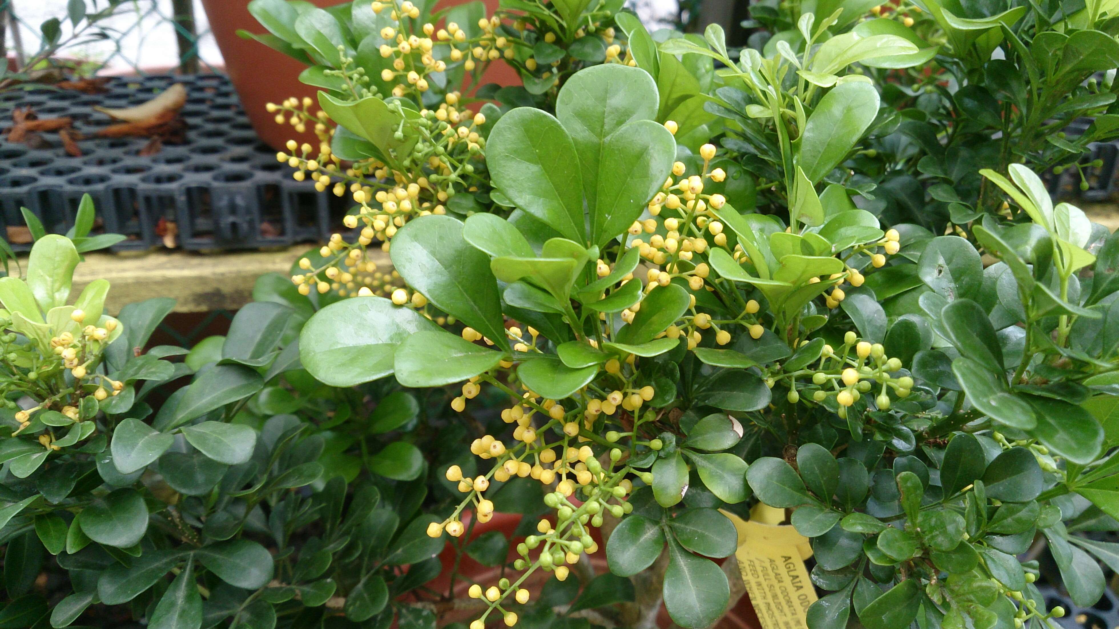 Image of Chinese perfume tree