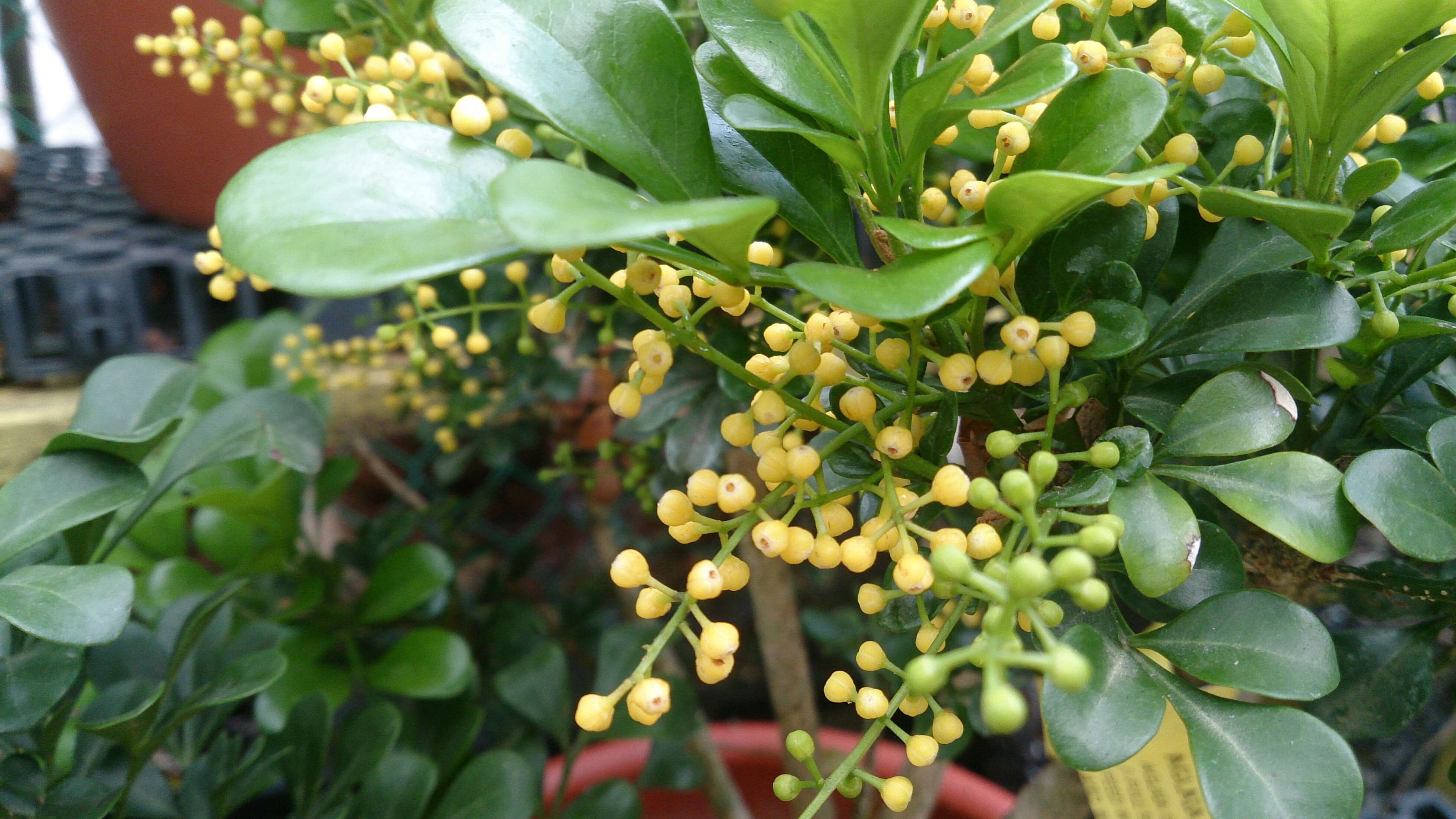 Image of Chinese perfume tree