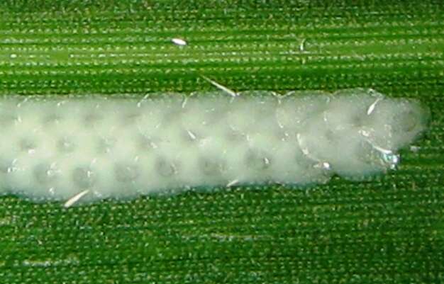 Image of Asian corn borer