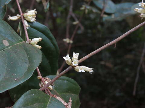 Image of Elaeagnus conferta Roxb.