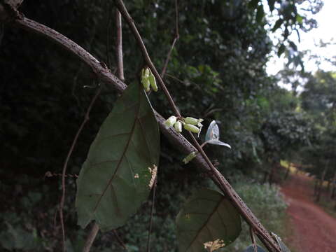 Image of Elaeagnus conferta Roxb.