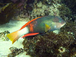 Image of Crimson banded wrasse