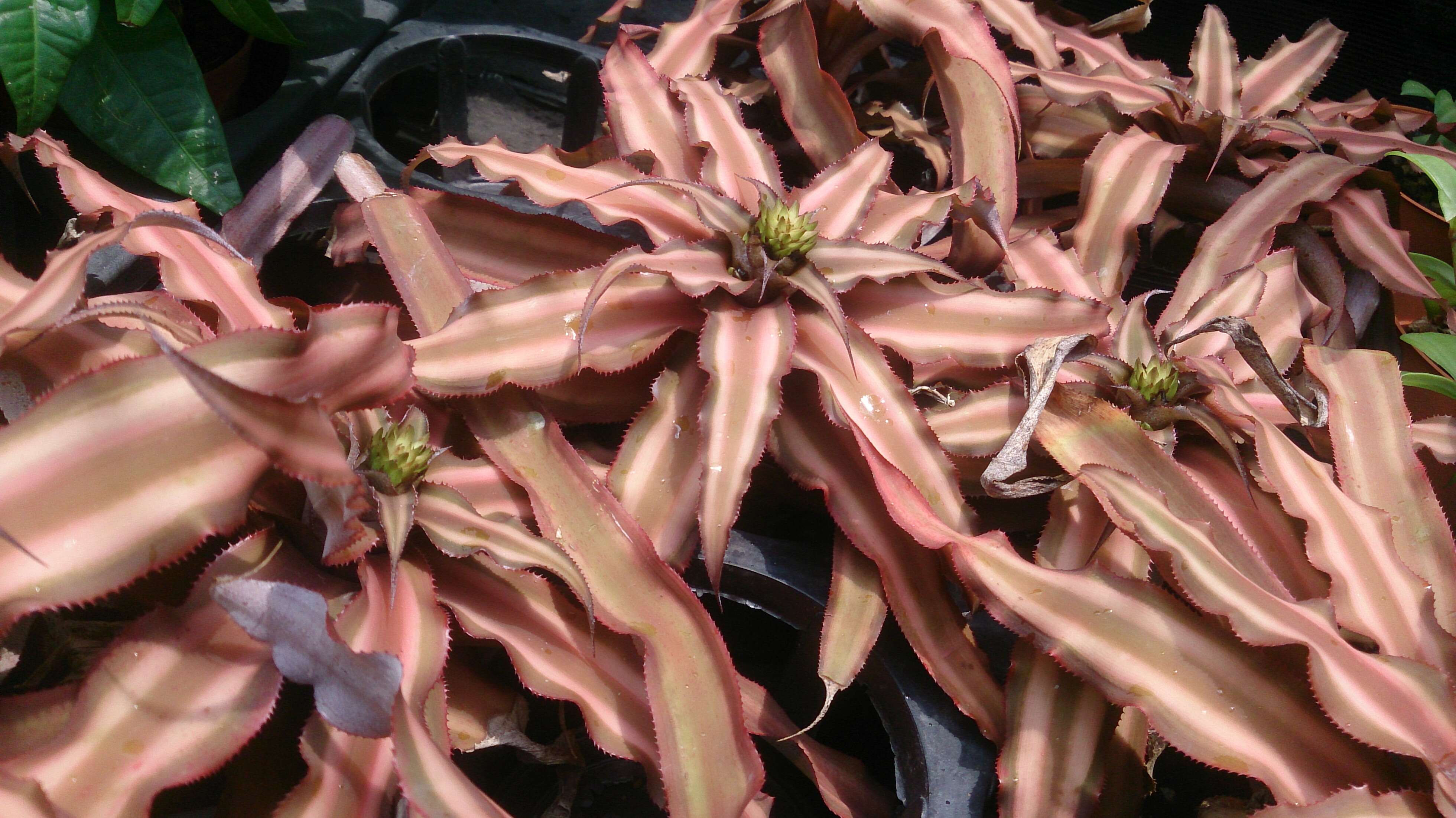 Image of Cryptanthus bivittatus (Hook.) Regel