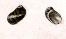 Image of Stomatella asperulata