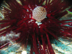 Image of banded sea urchin