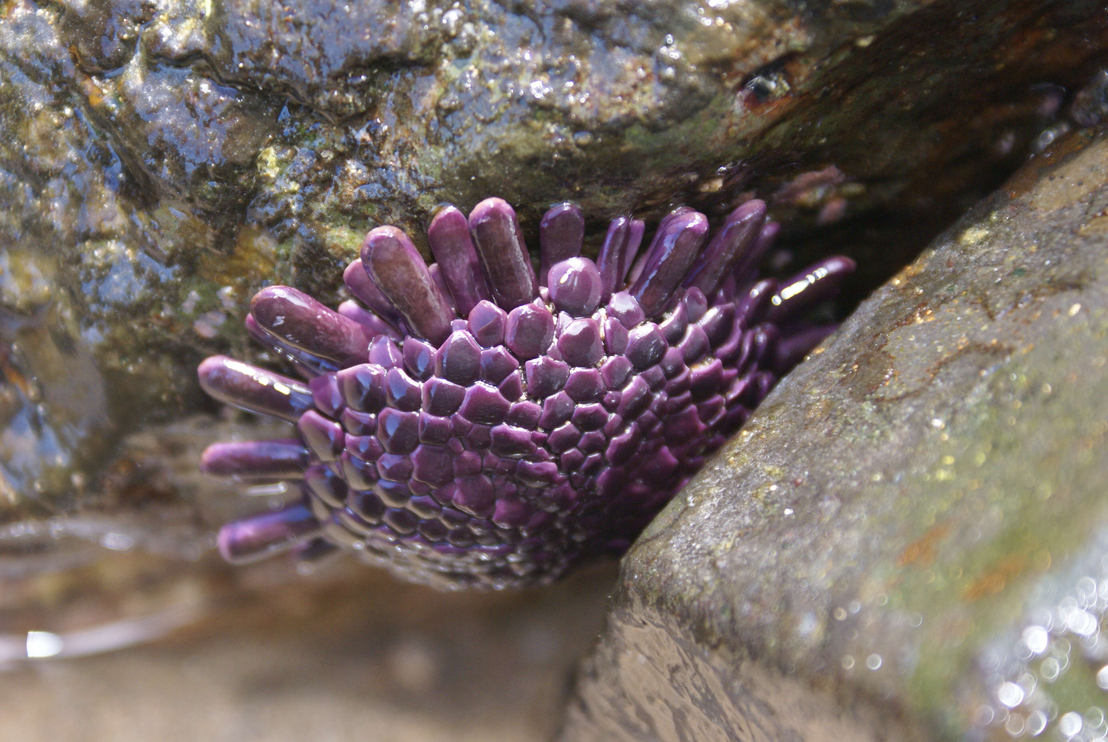 Sivun Colobocentrotus subgen. Podophora L. Agassiz 1840 kuva