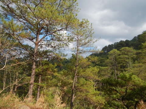 Image of Benguet Pine