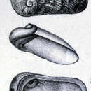 Plancia ëd Stomatella callosa (P. Fischer 1871)