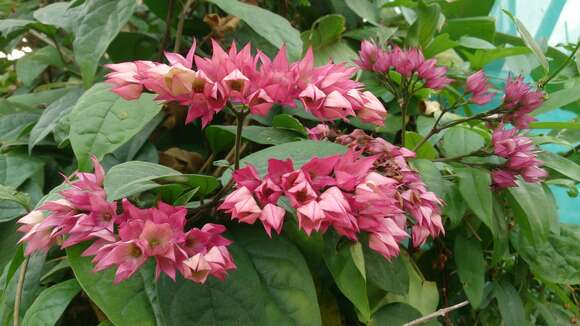 Слика од Clerodendrum thomsoniae Balf. fil.