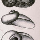 Image of Stomatella modesta H. Adams & A. Adams 1864