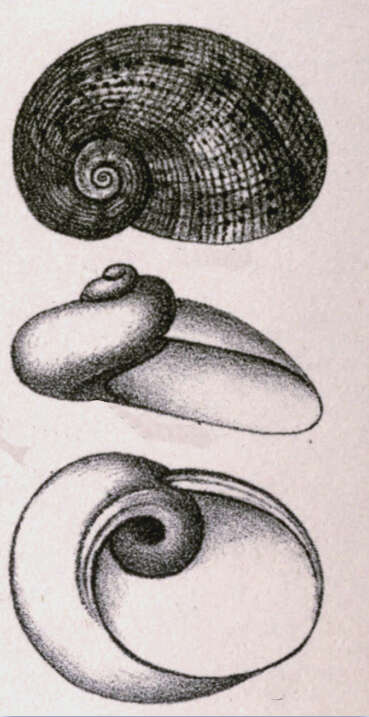 Image of Stomatella modesta H. Adams & A. Adams 1864
