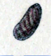 Image of Stomatella lintricula (A. Adams 1850)