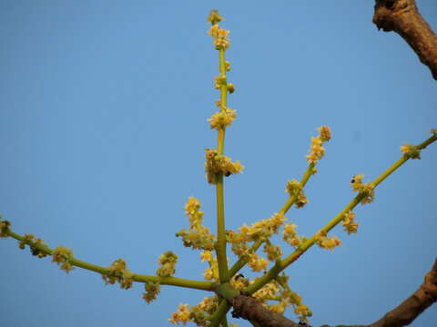 Image de Spondias pinnata (L. fil.) Kurz