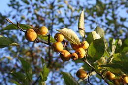 Plancia ëd Malus toringoides (Rehd.) Hughes