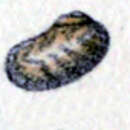 Image of Stomatella nebulosa