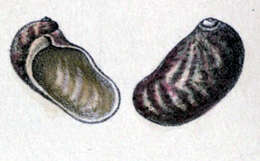 Image of Stomatella striatula (A. Adams 1850)