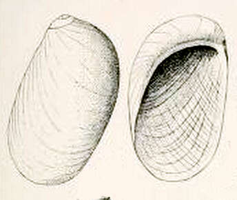 Image of Stomatella terminalis (Verco 1905)