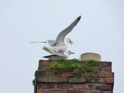 Image of European Herring Gull