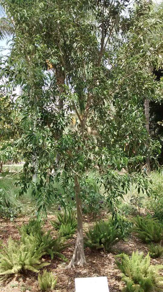 Image of Ficus pertusa L. fil.