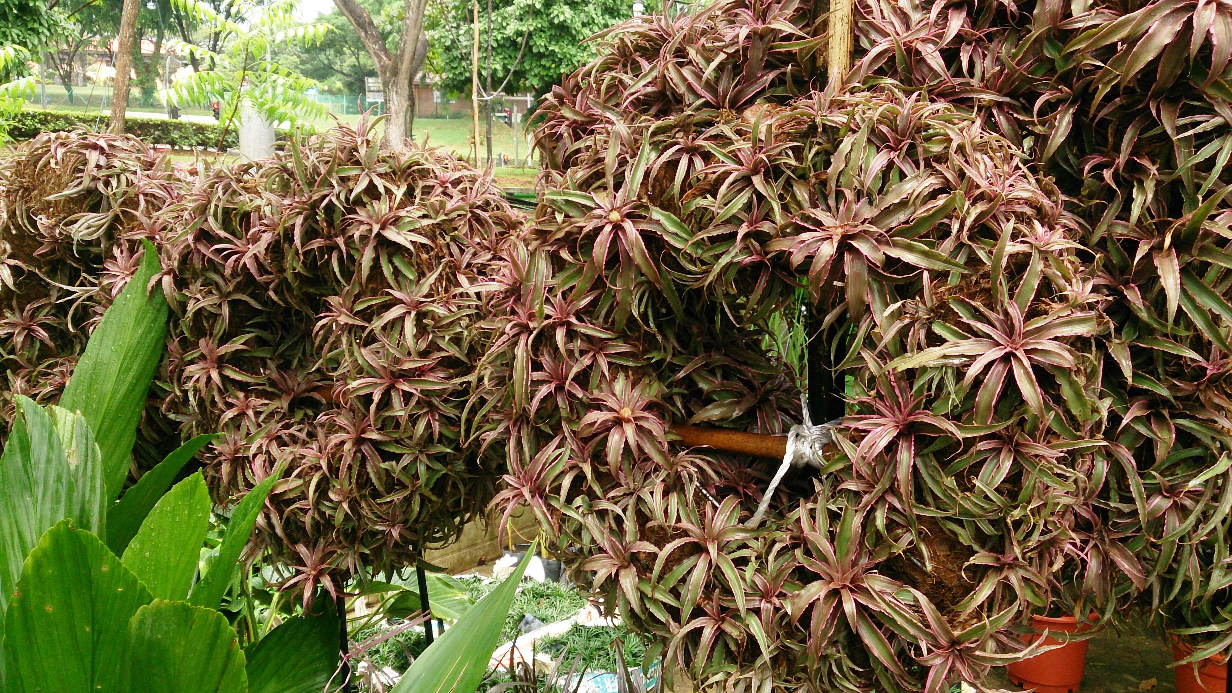 Image of Cryptanthus bivittatus (Hook.) Regel