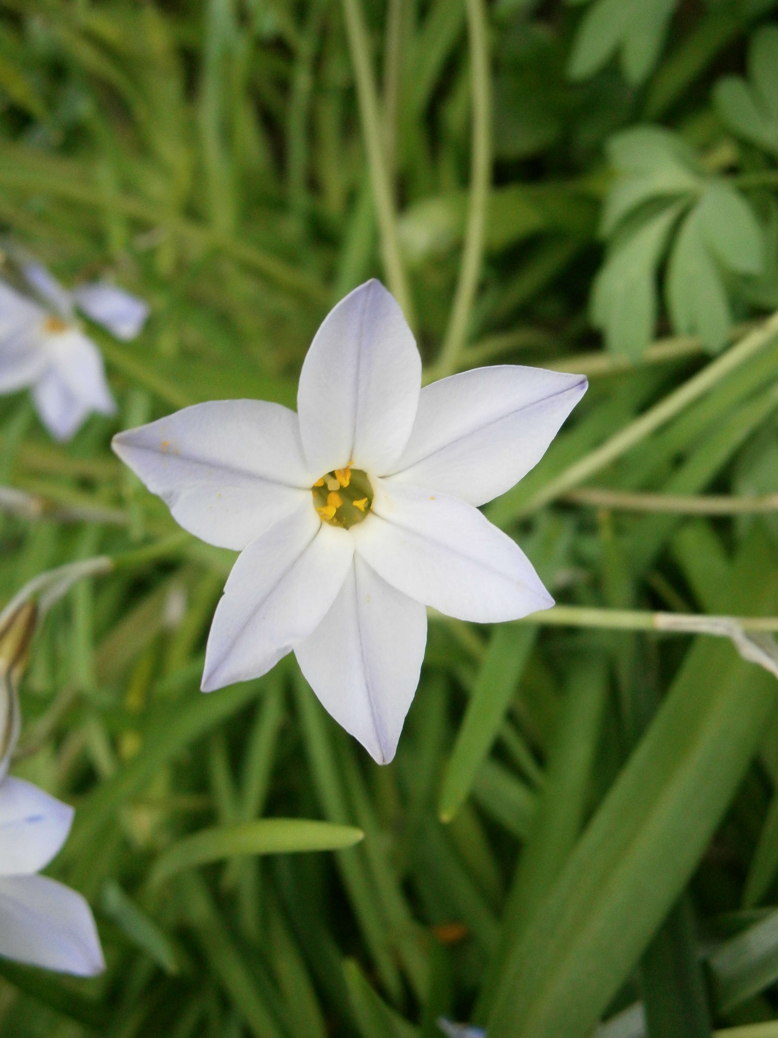 Image of Ipheion