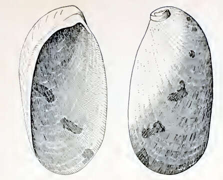 Image of Stomatella ungula (Hedley 1907)