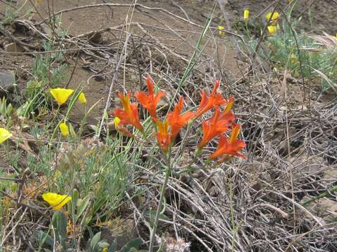 Image of Alstroemeria ligtu L.