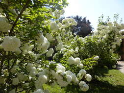 Imagem de Viburnum macrocephalum Fortune